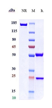 CD47 Antibody