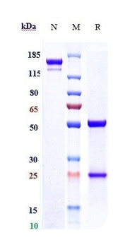 ENTPD1/CD39 Antibody
