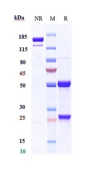 BST2/CD317 Antibody