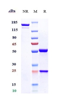 B7-H3/CD276 Antibody