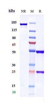 ALCAM/CD166 Antibody