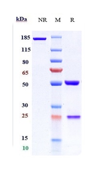 TNFSF9 / 4-1BBL Reference Antibody