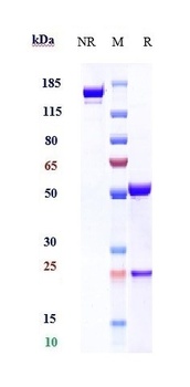 SLAMF7/CS1 Antibody