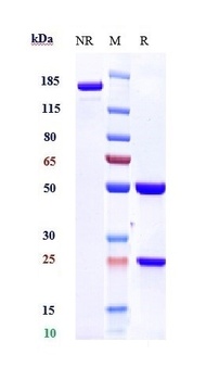 Siglec-8 Antibody