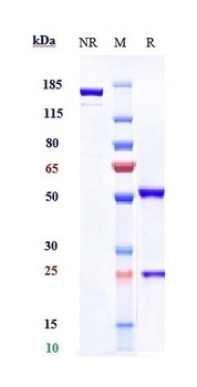 B7-H1/PD-L1/CD274 Antibody