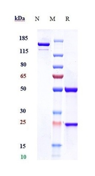CD5 Reference Antibody