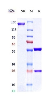 Siglec-3/CD33 Antibody