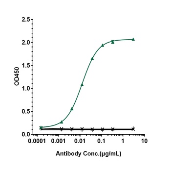 CD20 Antibody