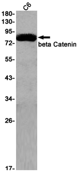 beta Catenin Rabbit mAb Antibody