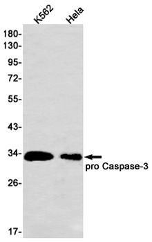 Caspase 3 Rabbit mAb