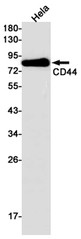 CD44 Rabbit mAb