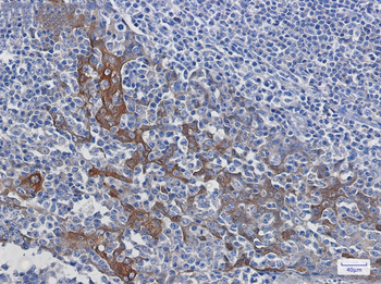 14 3 3 Rabbit mAb