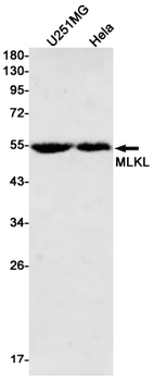 MLKL Rabbit mAb