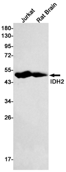 IDH2 Rabbit mAb Antibody