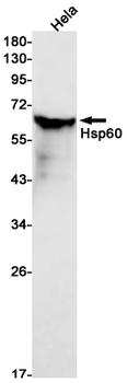Hsp60 Rabbit mAb