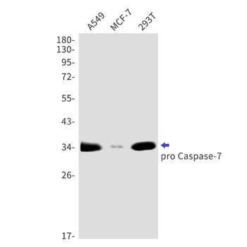 Caspase 7 Rabbit mAb