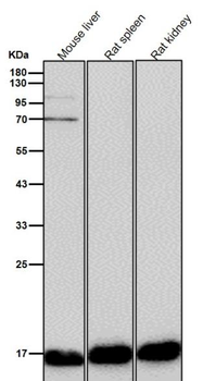 Superoxide Dismutase 1 Rabbit mAb