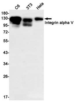 Integrin alpha V Rabbit mAb