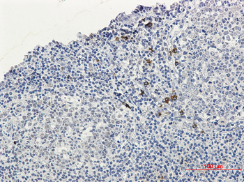 Human IgG4 Rabbit mAb