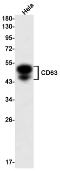 CD63 Rabbit mAb