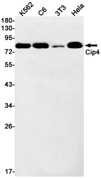 CIP4 Rabbit Monoclonal Antibody