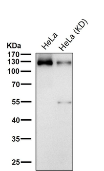 TRIM24 Rabbit mAb