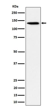 TRIM24 Rabbit mAb