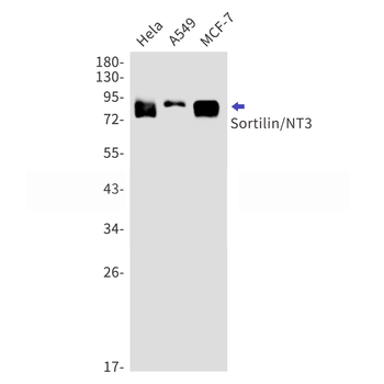 Sortilin Rabbit mAb