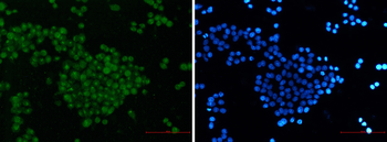 SKP2 Rabbit Monoclonal Antibody