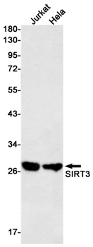 SIRT3 Rabbit mAb