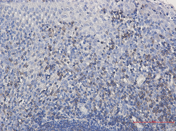 SHP1 Rabbit mAb