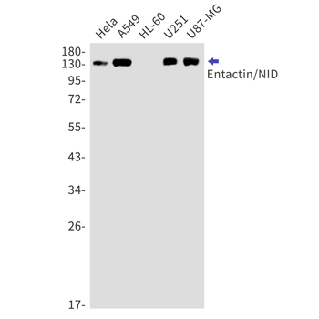 Entactin Rabbit mAb