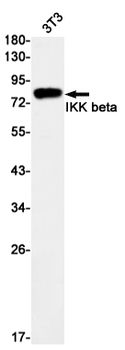 IKK beta Rabbit mAb Antibody