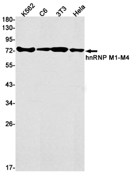 hnRNP M Rabbit mAb