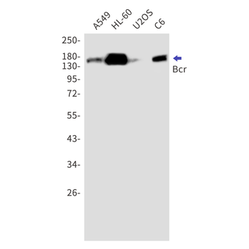 Bcr Rabbit mAb