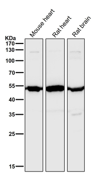 Angiopoietin 2 Rabbit mAb