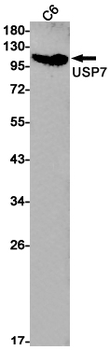USP7 Rabbit mAb