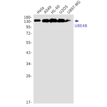 Ubiquitin Conjugation Factor E4 B Rabbit mAb