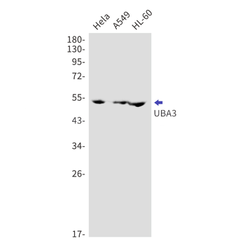 NEDD8 Activating Enzyme E1C Rabbit mAb Antibody