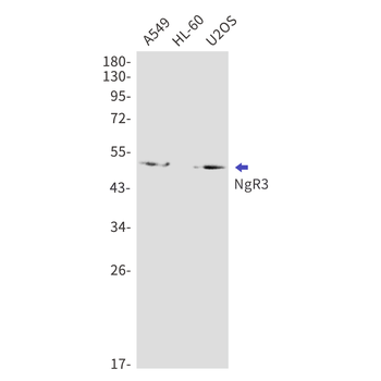 NgR3 Rabbit mAb