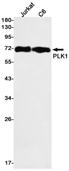 PLK1 Rabbit mAb