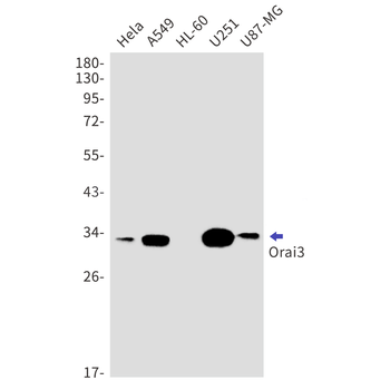 ORAI3 Rabbit mAb