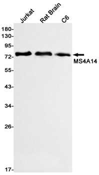 MS4A14 Rabbit mAb Antibody