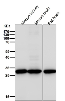 KGF Rabbit mAb