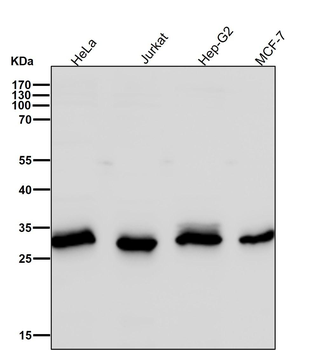 KGF Rabbit mAb