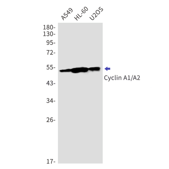 Cyclin A1/A2 Rabbit mAb Antibody