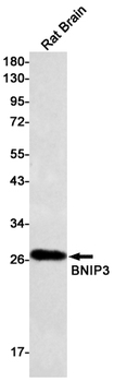 BNIP3 Rabbit mAb