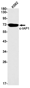 c IAP1 Rabbit mAb