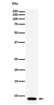 ATP Synthase C Rabbit mAb