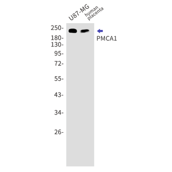 PMCA1 Rabbit Monoclonal Antibody